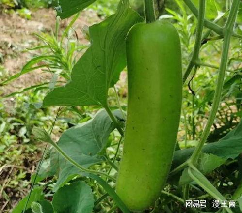 哺乳期吃瓠子瓜,瓠子瓜的营养与食用指南