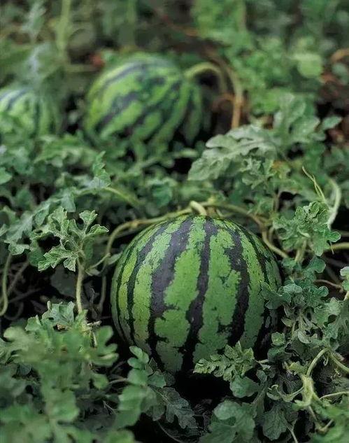 勺子吃瓜评论,揭秘网络评论背后的趣味与思考