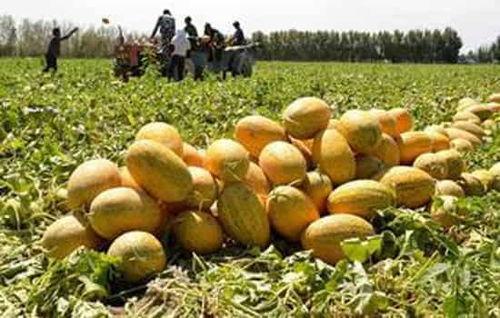 哈密瓜夏天吃还是冬天吃,冬日暖胃——哈密瓜的季节之旅