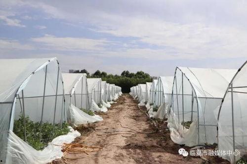 最近临夏吃瓜,一场吃瓜盛宴背后的故事