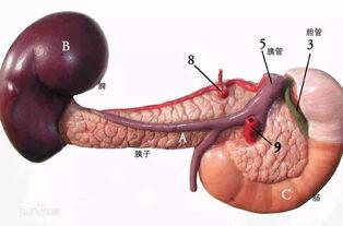 吃胰脏的瓜,揭秘吃胰脏的瓜的独特风味与营养价值