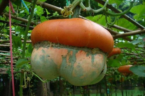 灰灰在线吃瓜,揭秘娱乐圈幕后故事