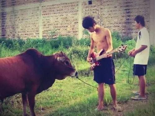 瓜哥带你吃瓜对牛弹琴,对牛弹琴的趣味吃瓜之旅