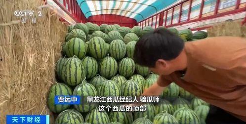 赴京吃瓜,一场赴京吃瓜的奇妙之旅